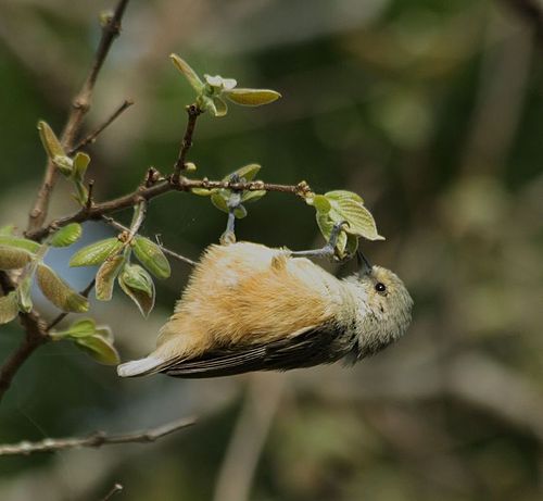 Grey penduline tit