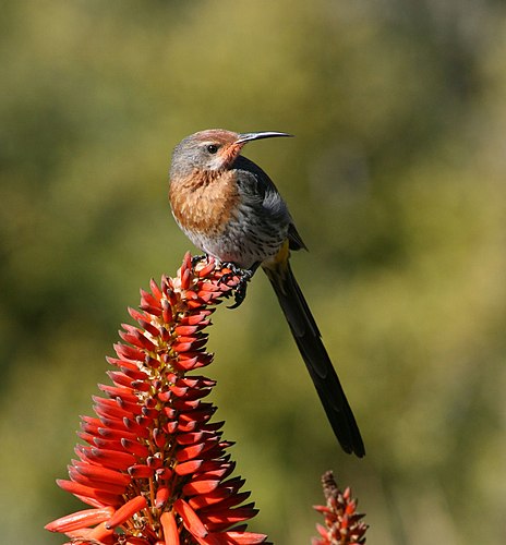 Gurney's sugarbird