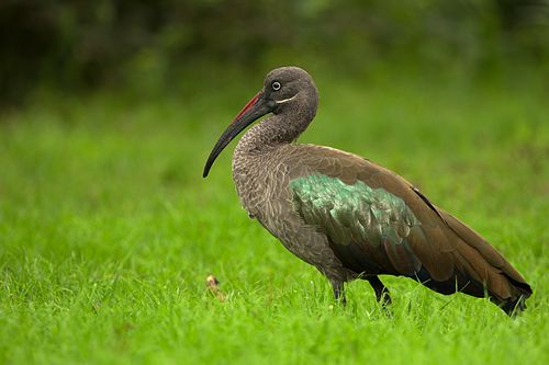 Hadada ibis