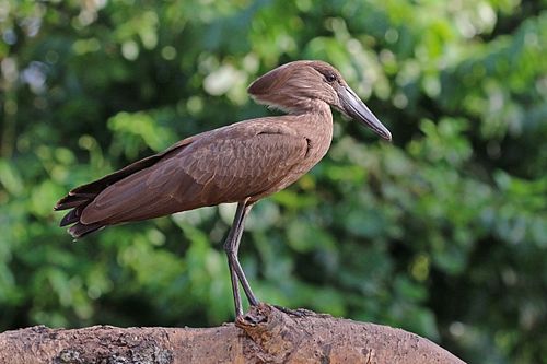 Hamerkop