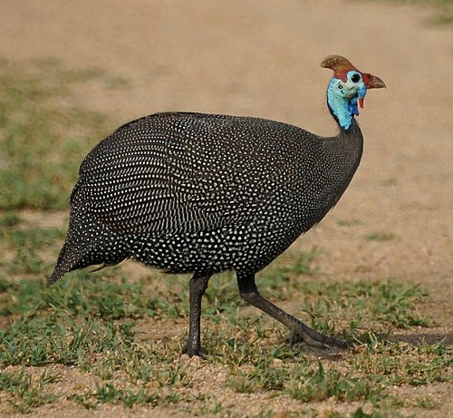 Helmeted guineafowl