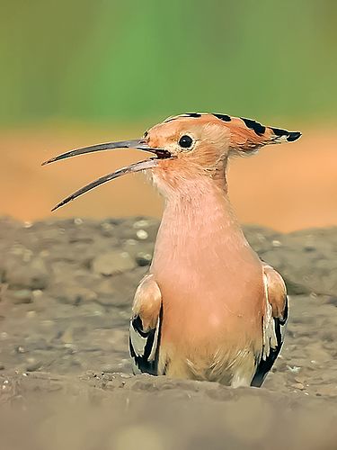 Hoopoe