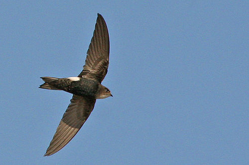 Horus swift