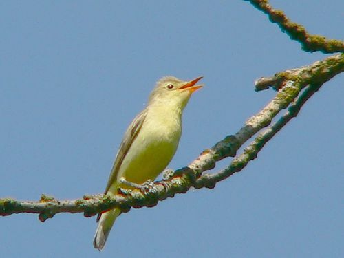 Icterine warbler