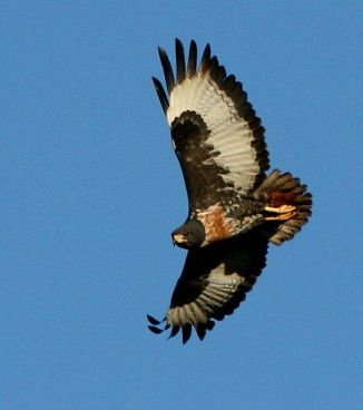 Jackal buzzard