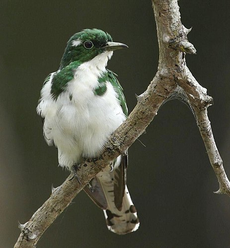 Klaas's cuckoo