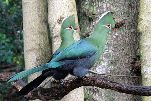 Knysna turaco