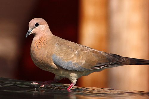 Laughing dove