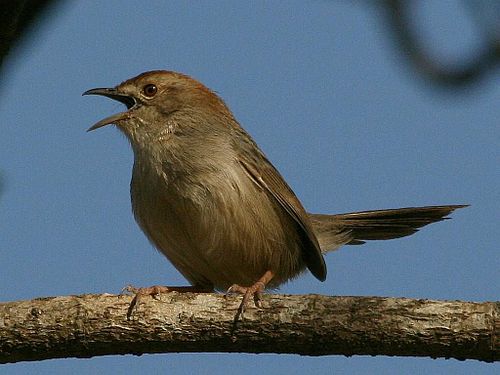 Lazy cisticola