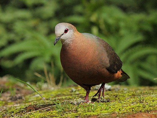 Lemon dove