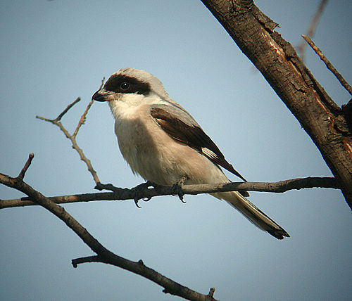 Lesser grey shrike