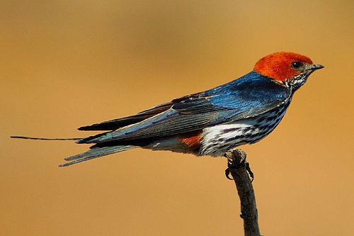 Lesser striped swallow