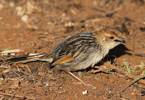 Levaillant's cisticola