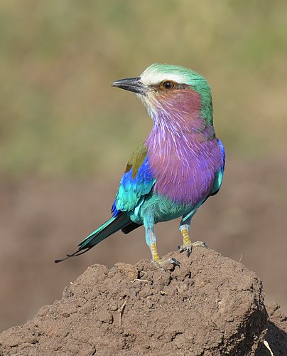 Lilac-breasted roller