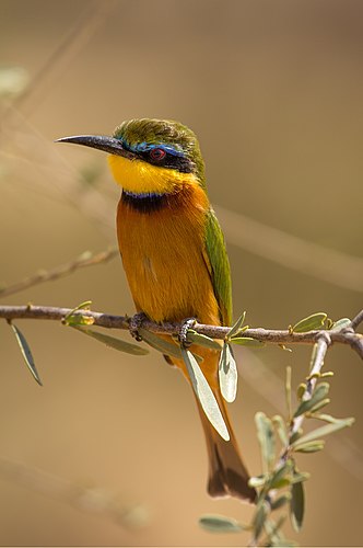 Little bee-eater