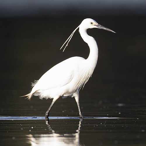 Little egret