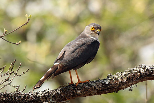 Little sparrowhawk