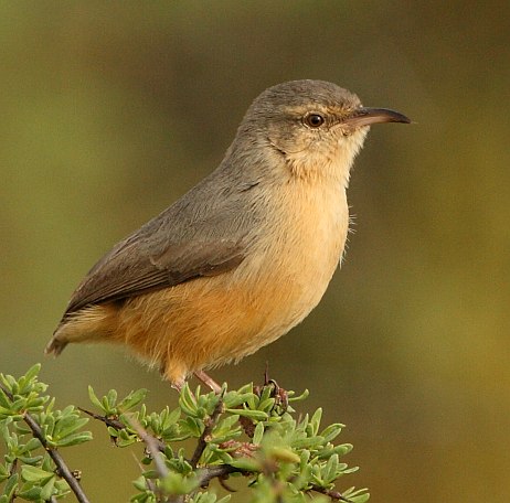 Long-billed crombec