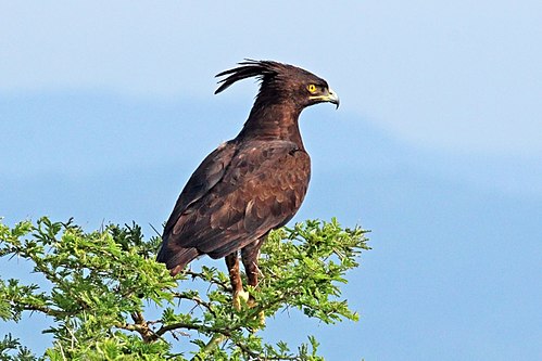 Long-crested eagle