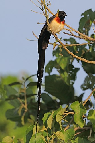 Long-tailed paradise whydah