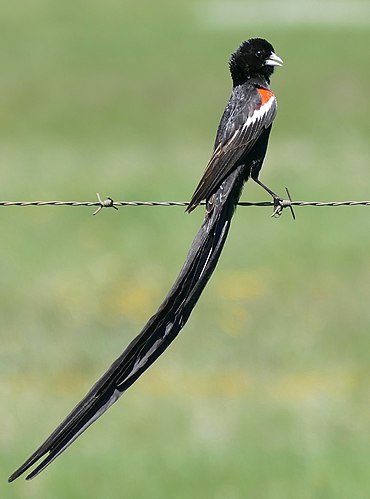 Long-tailed widowbird