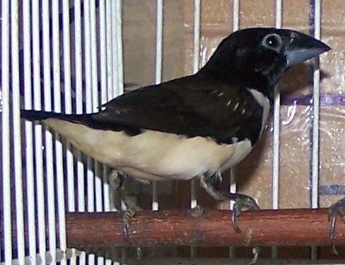 Magpie mannikin