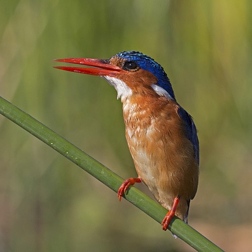 Malachite kingfisher