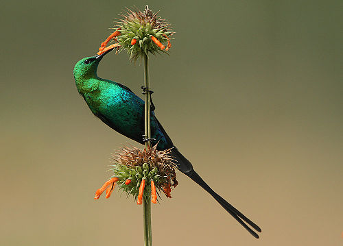 Malachite sunbird