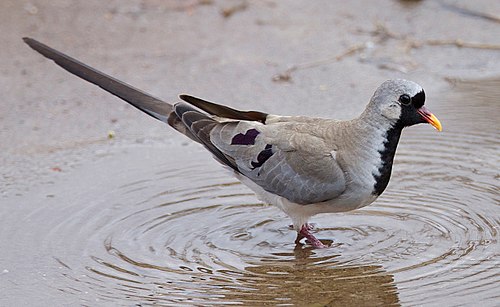 Namaqua dove