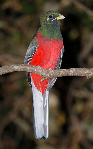 Narina trogon