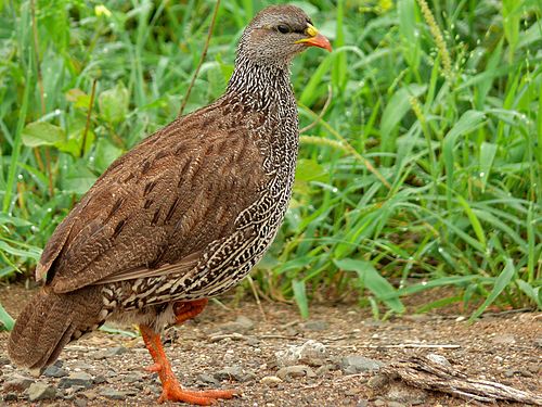 Natal spurfowl