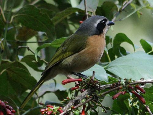 Olive bushshrike