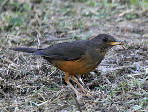 Olive thrush