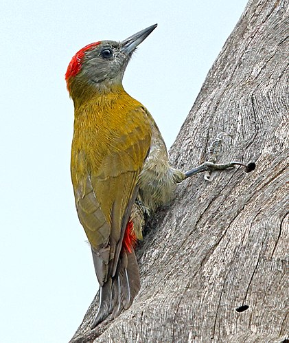 Olive woodpecker