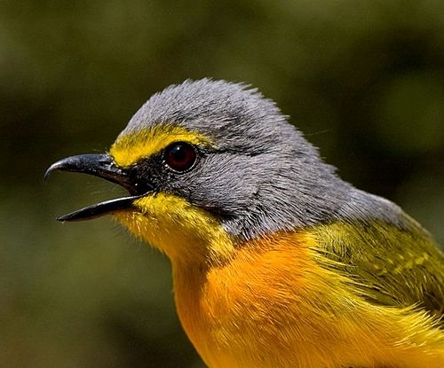 Orange-breasted bushshrike