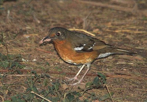 Orange ground thrush