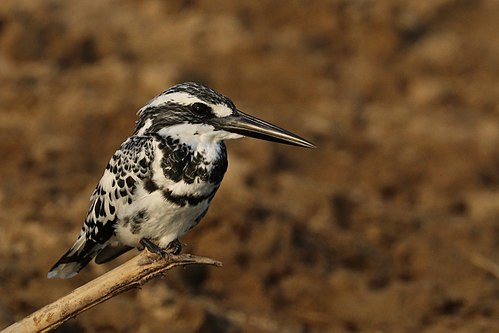 Pied kingfisher