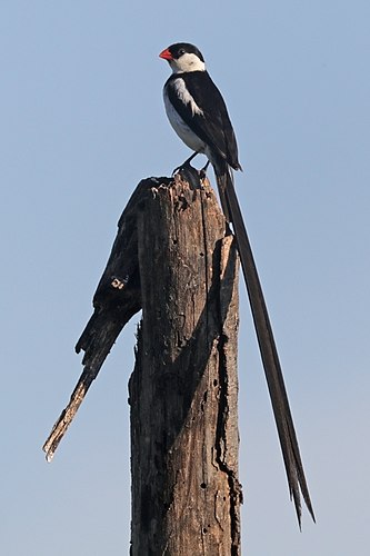 Pin-tailed whydah