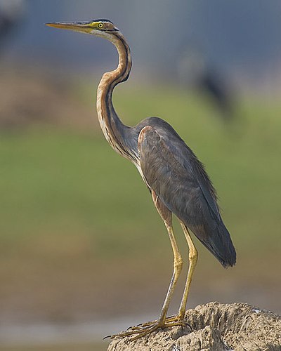 Purple heron