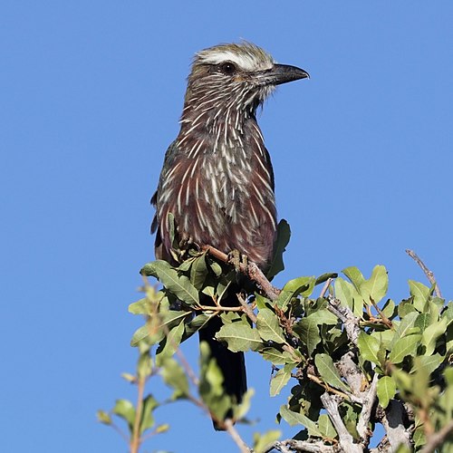 Purple roller