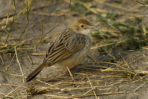 Rattling cisticola