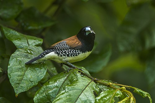 Red-backed mannikin