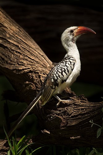 Red-billed hornbill