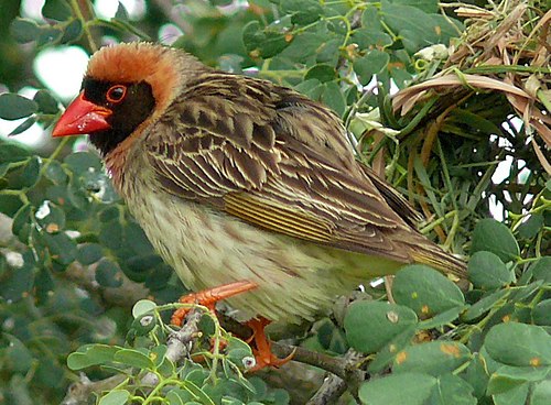 Red-billed quelea