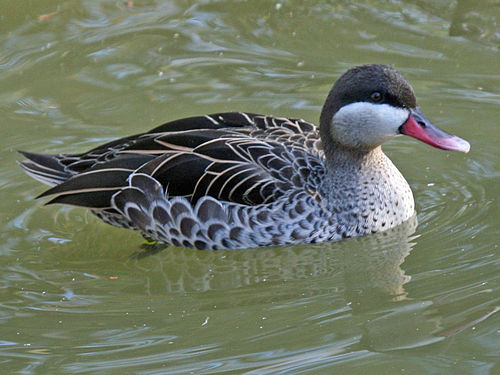 Red-billed teal