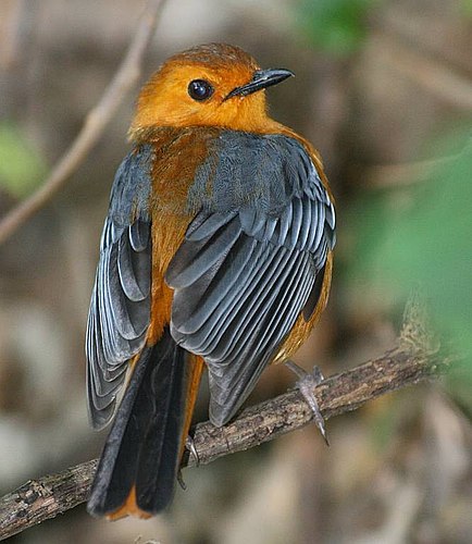 Red-capped robin-chat