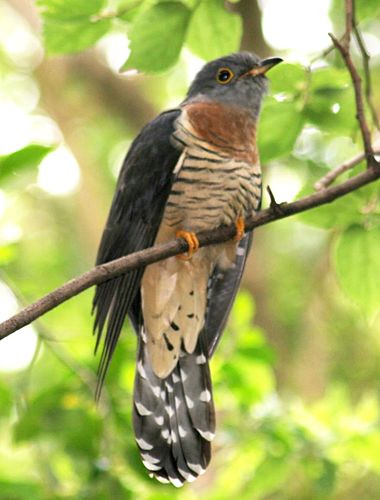 Red-chested cuckoo