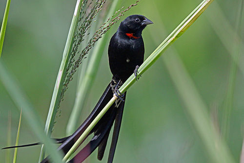 Red-collared widowbird