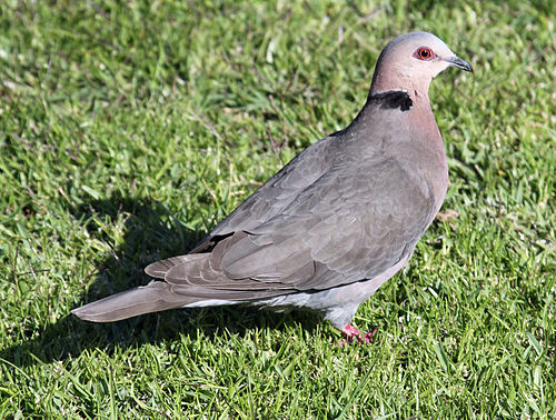 Red-eyed dove