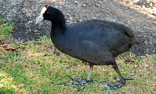 Red-knobbed coot